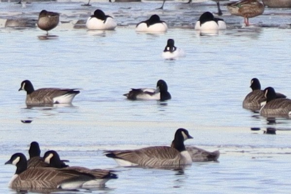 Greater Scaup - ML135809161