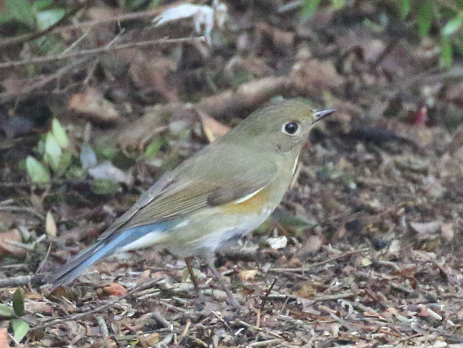 Red-flanked Bluetail - C. Jackson