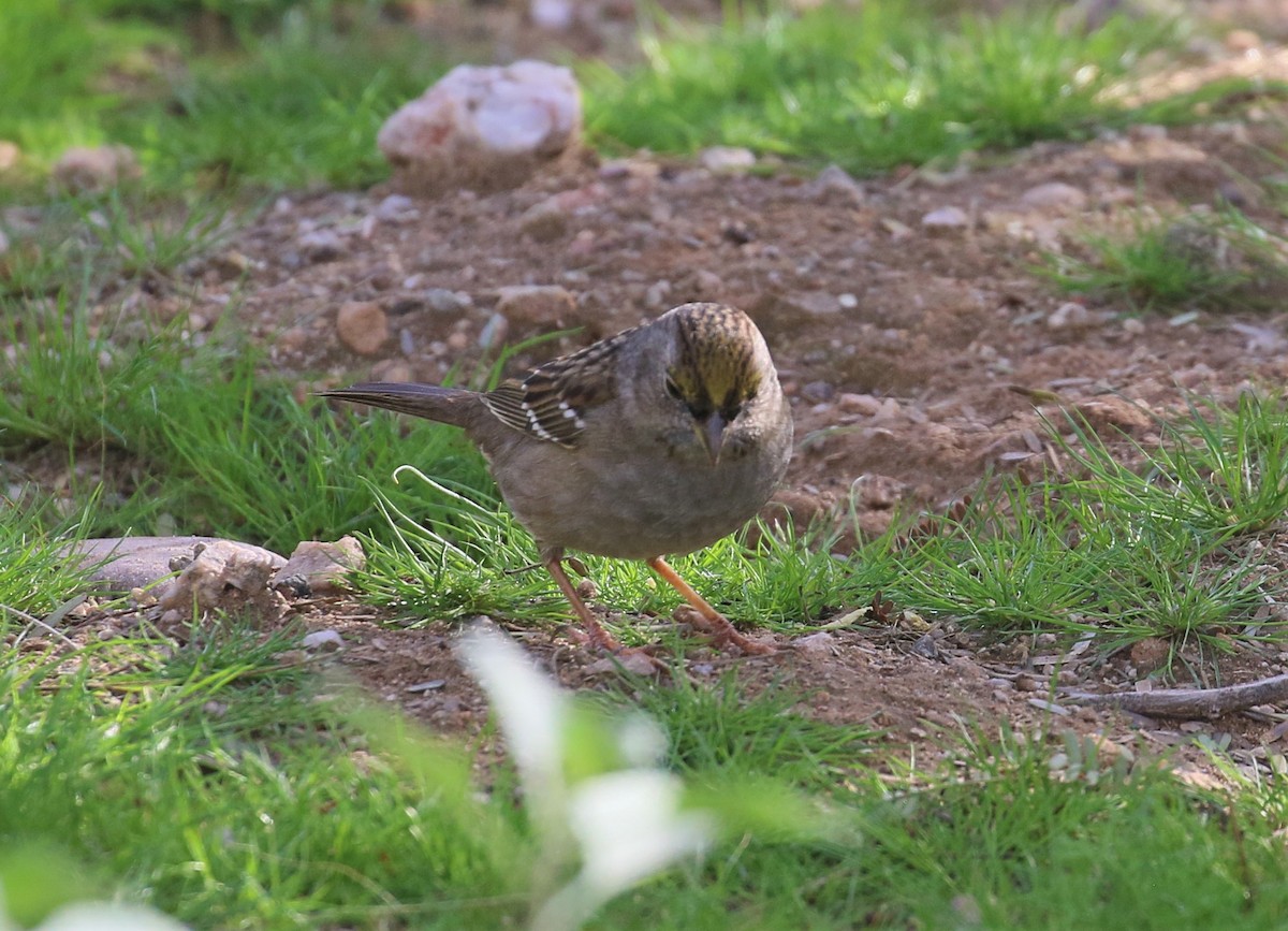 Golden-crowned Sparrow - ML135811451