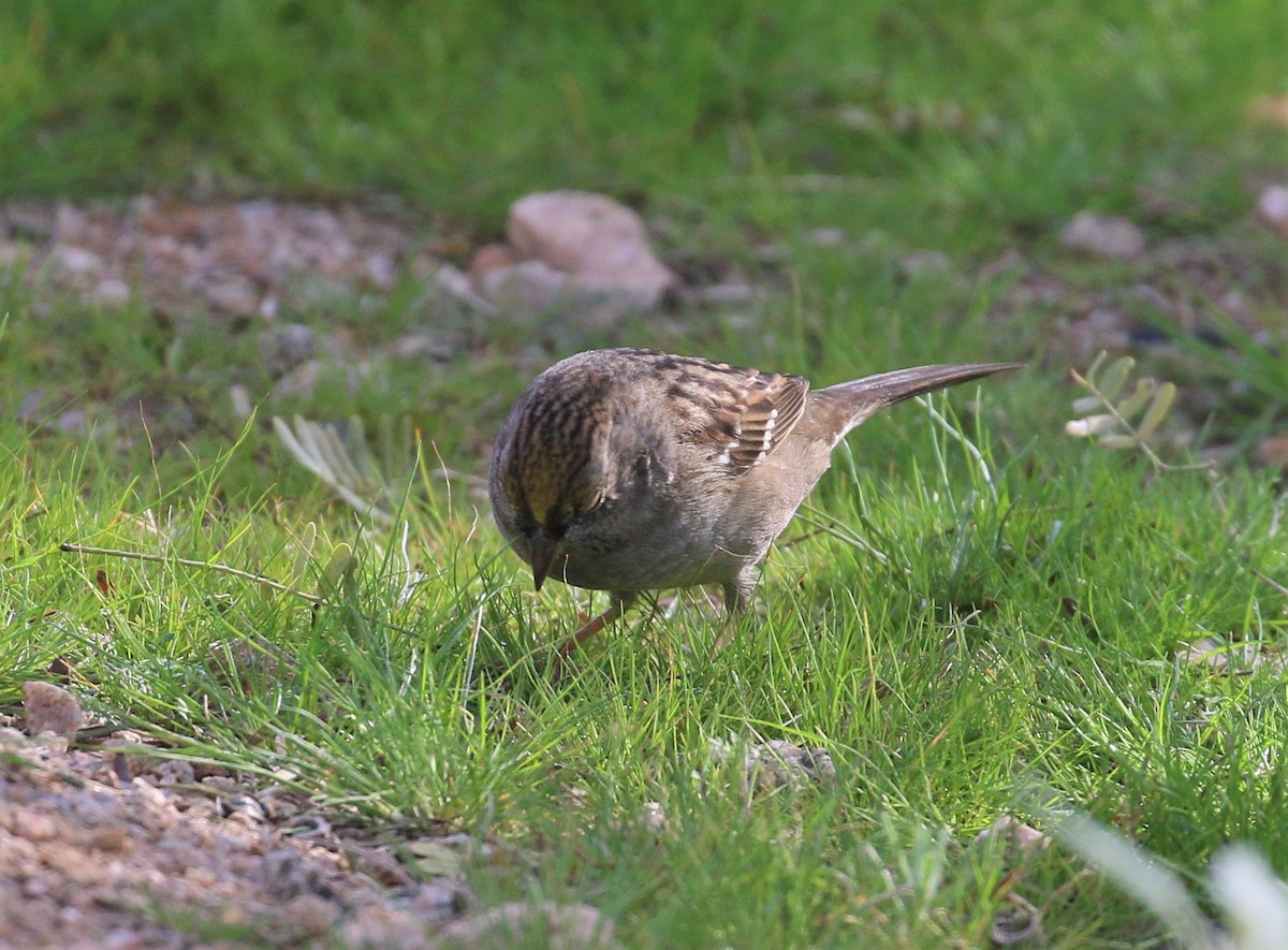 Golden-crowned Sparrow - ML135811461