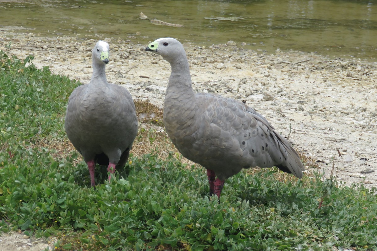 Cape Barren Goose - Sue Beatty