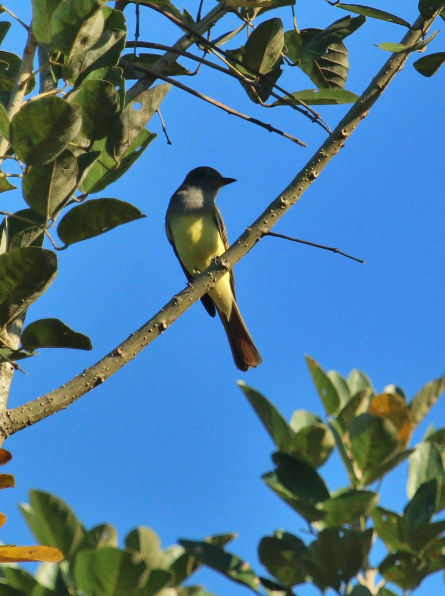 Great Crested Flycatcher - Christine Jacobs