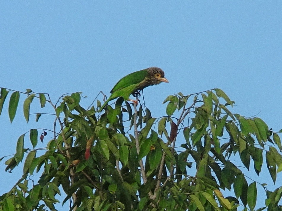 Lineated Barbet - Stephen Chang