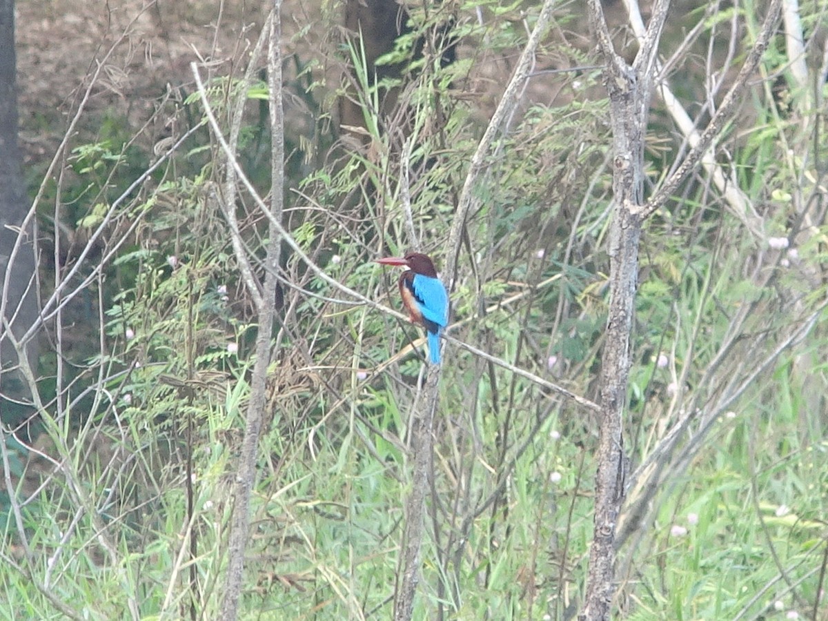 White-throated Kingfisher - Stephen Chang