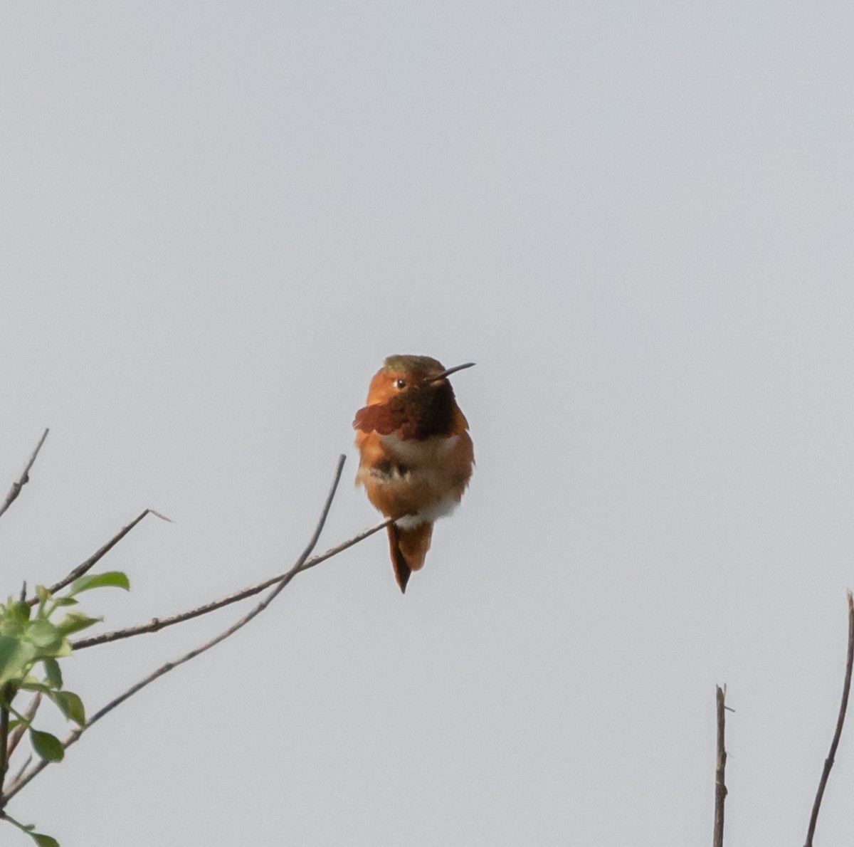 Allen's Hummingbird - Maury Swoveland
