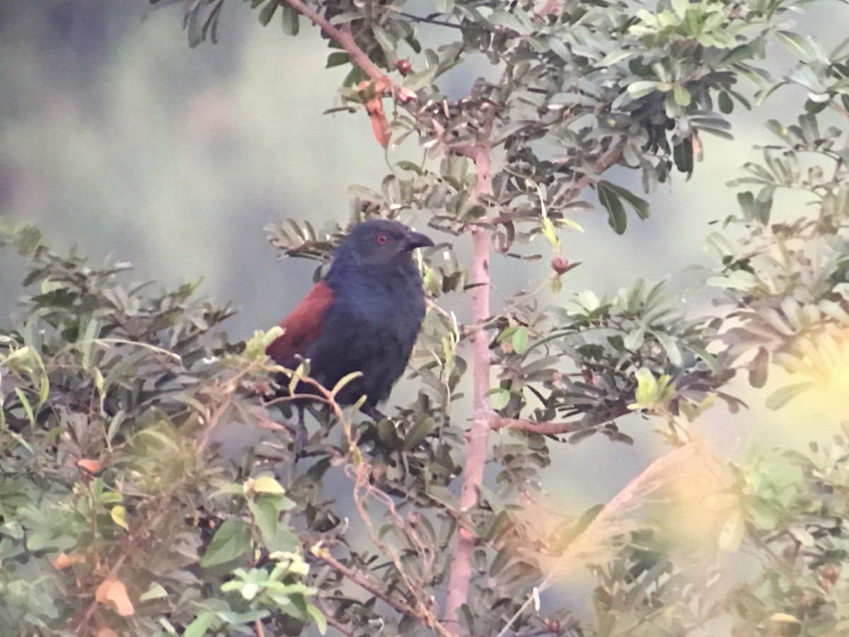 Greater Coucal - Sarom Reth