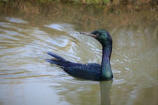 Pelagic Cormorant