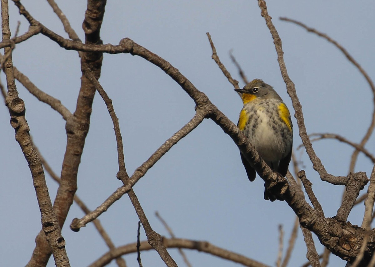Yellow-rumped Warbler (Audubon's) - Tracy Drake