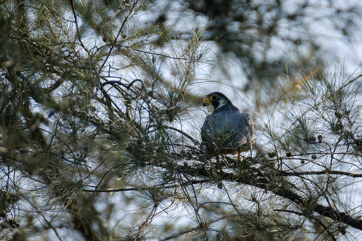 Peregrine Falcon - bannawit rathanapimol