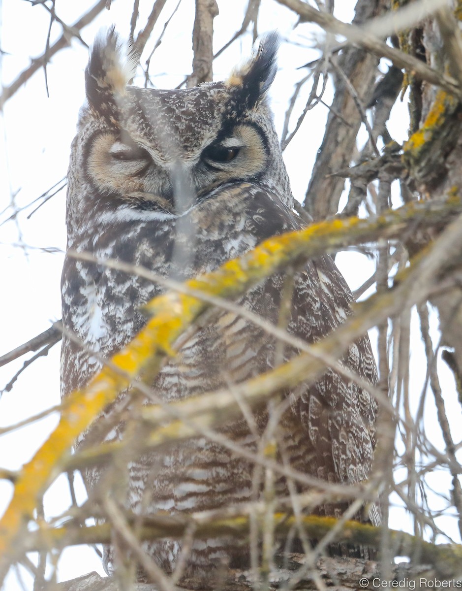 Great Horned Owl - ML135820101