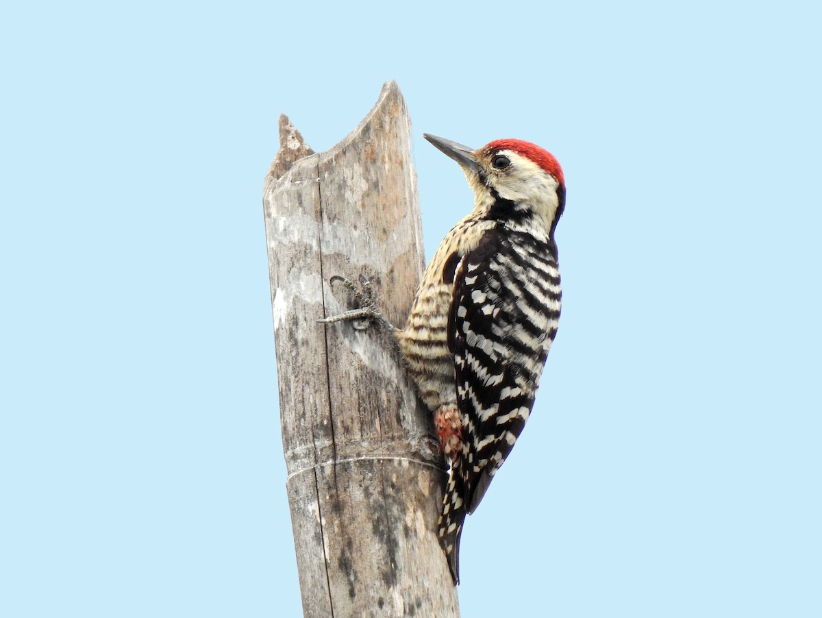 Freckle-breasted Woodpecker - John Sandve