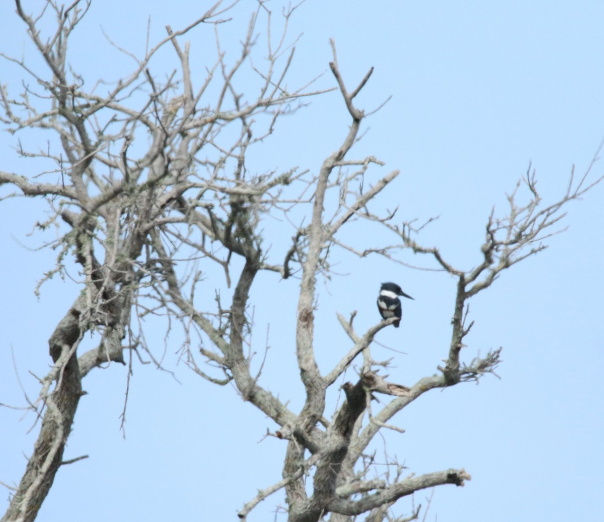 Belted Kingfisher - ML135823281
