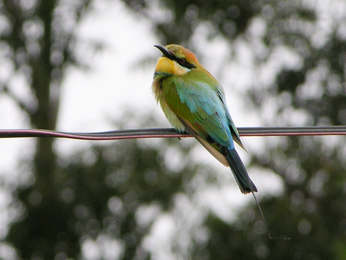 Rainbow Bee-eater - David Jeffrey Ringer