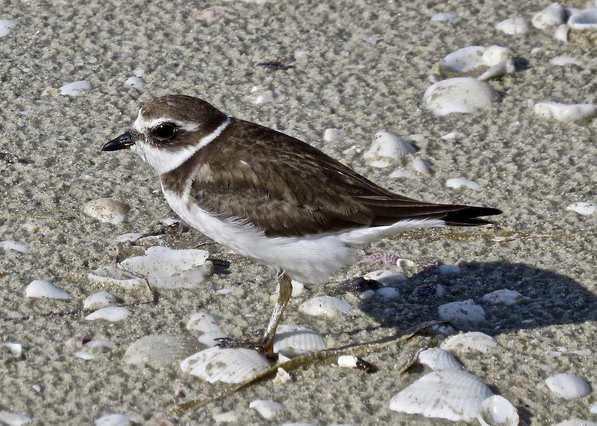 Semipalmated Plover - Dave Bengston