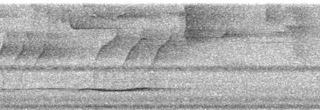 White-necked Thrush (Gray-flanked) - ML13583