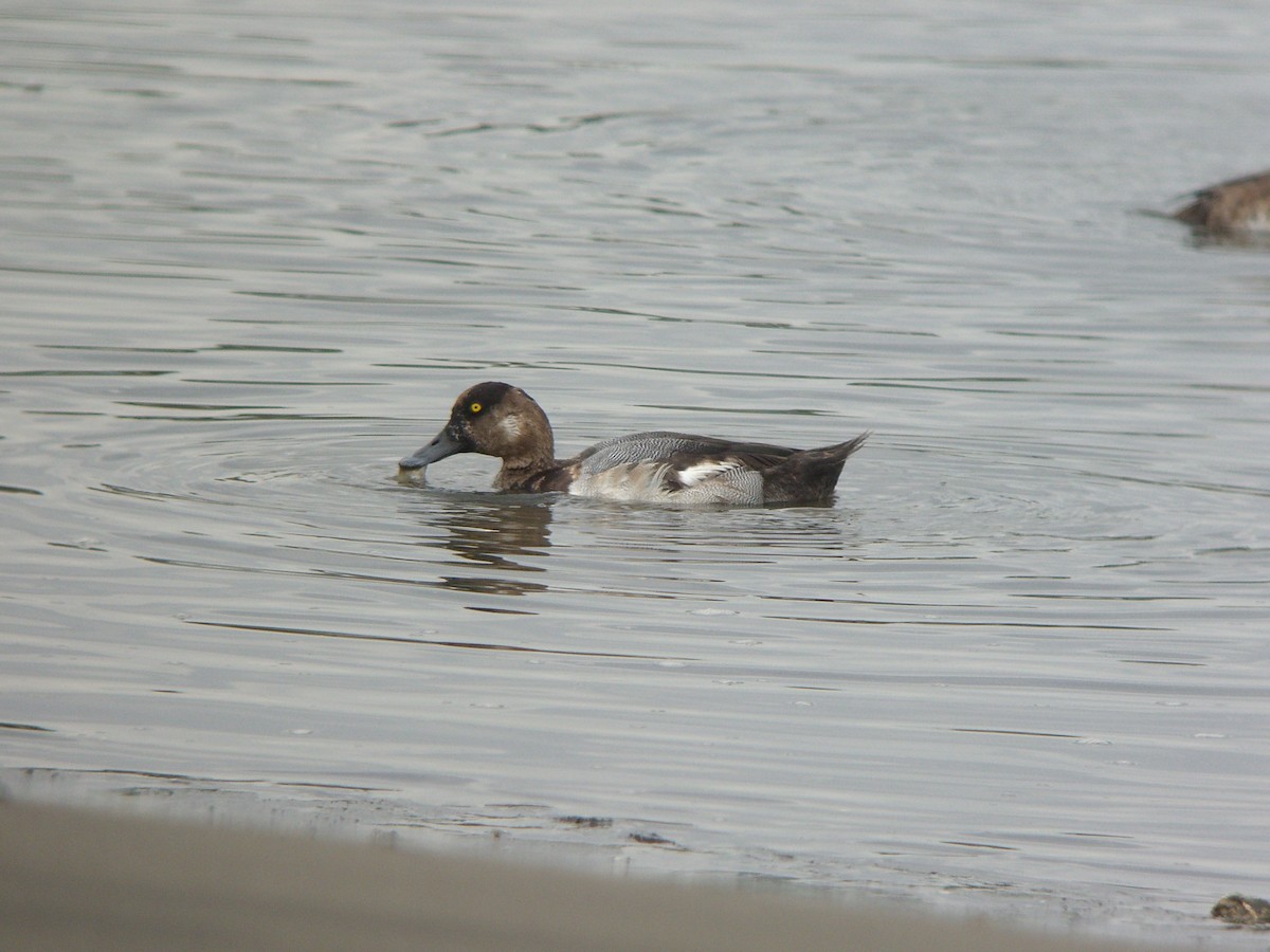 Greater Scaup - ML135832821