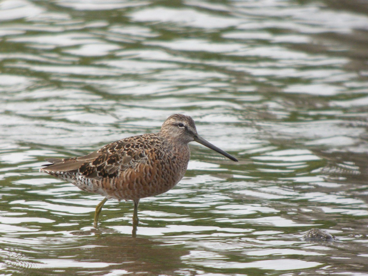Long-billed Dowitcher - ML135832881