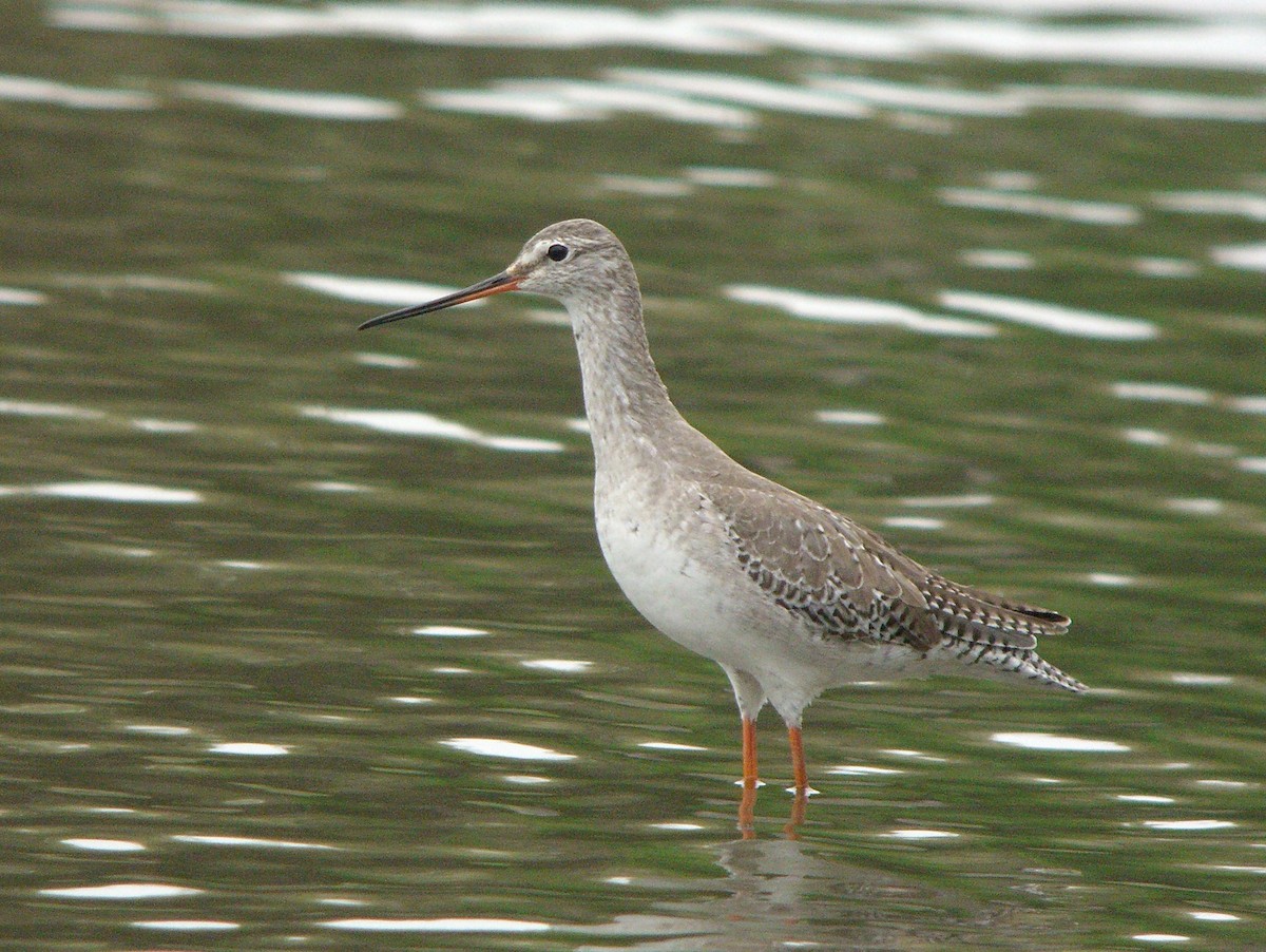 Spotted Redshank - ML135832891