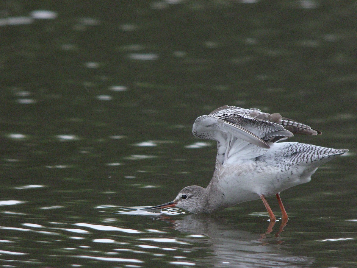 Spotted Redshank - ML135832901