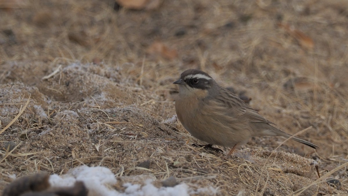 Brown Accentor - ML135833401