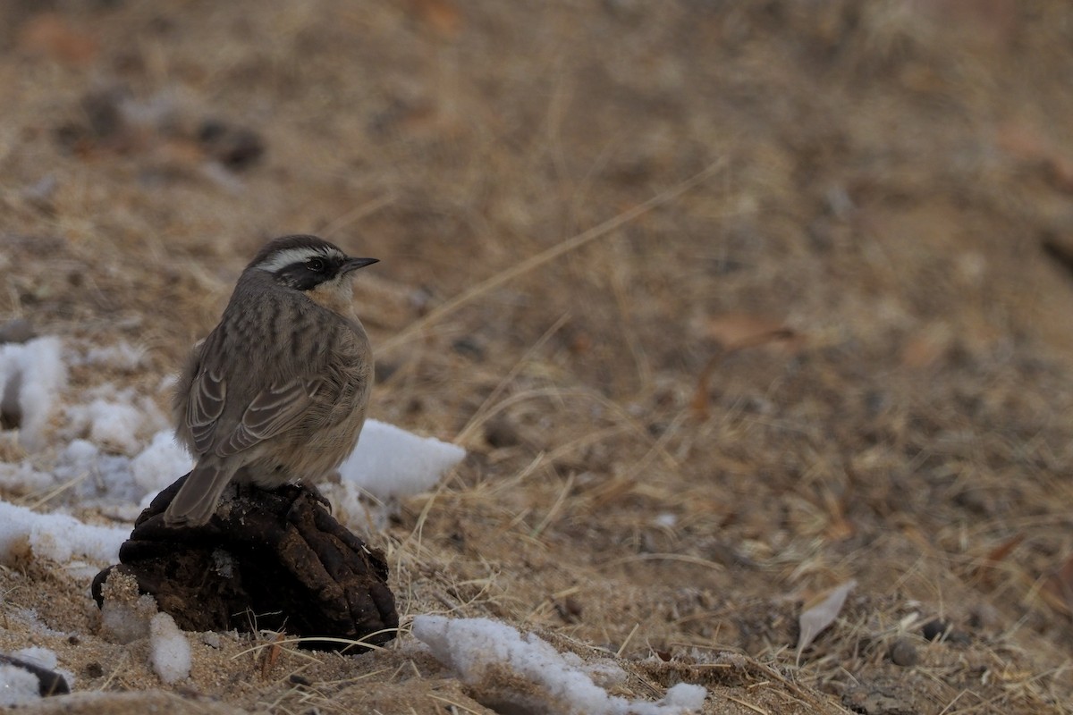 Brown Accentor - ML135833411