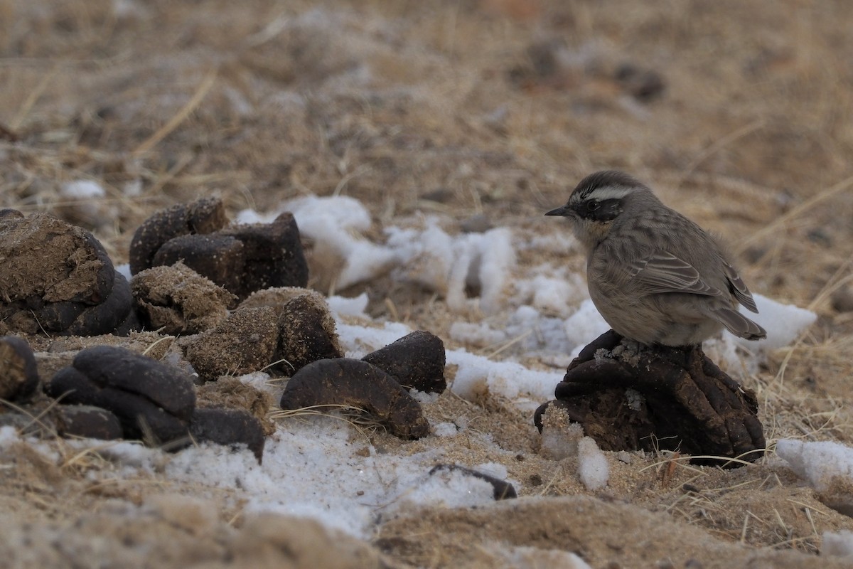 Brown Accentor - ML135833431