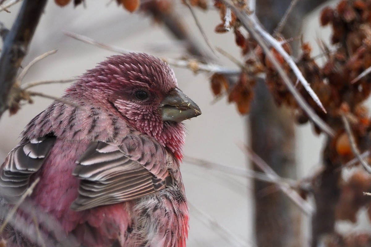 Red-mantled Rosefinch - ML135833461