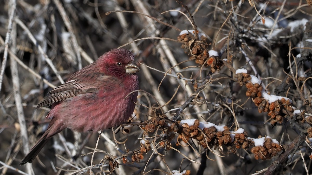 Red-mantled Rosefinch - ML135833481