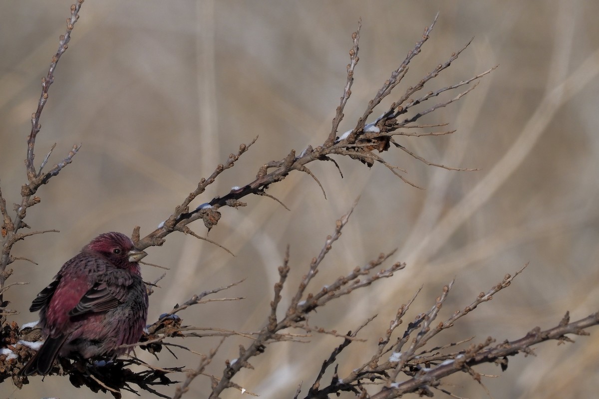 Red-mantled Rosefinch - ML135833491