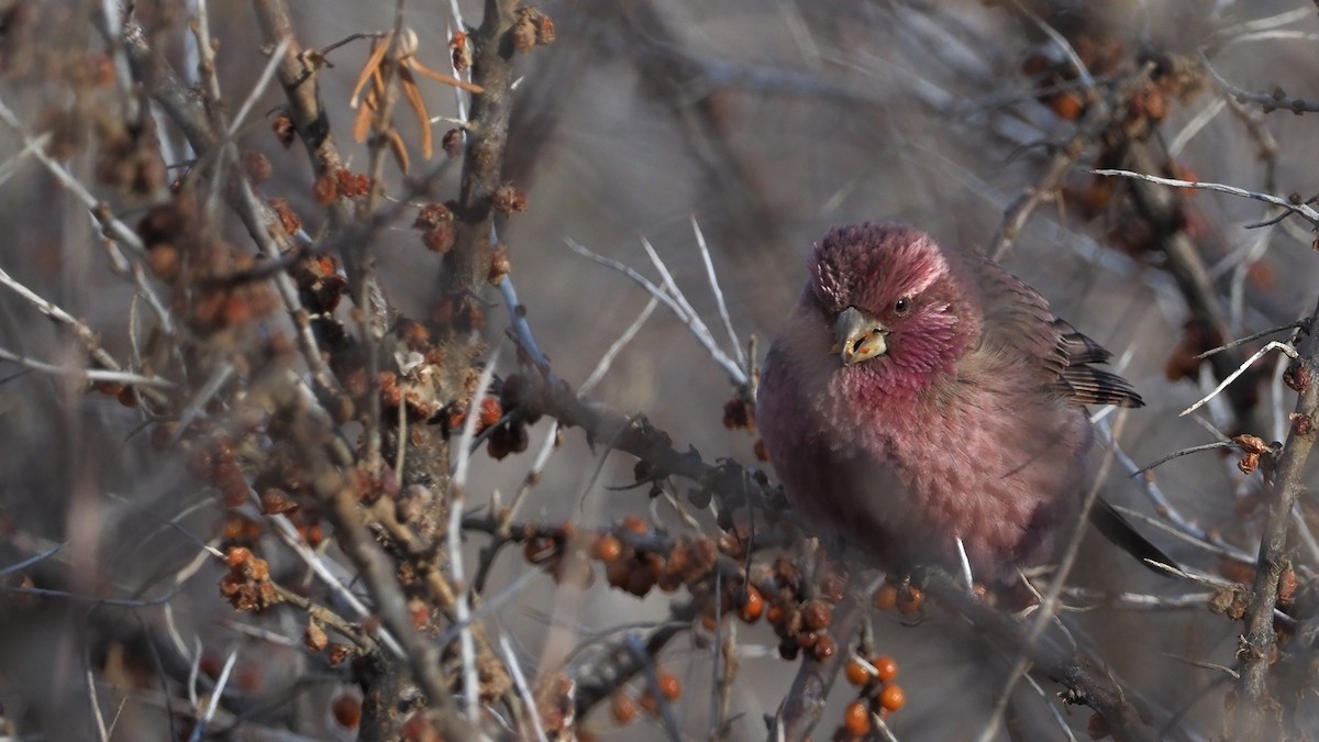 Red-mantled Rosefinch - ML135833511