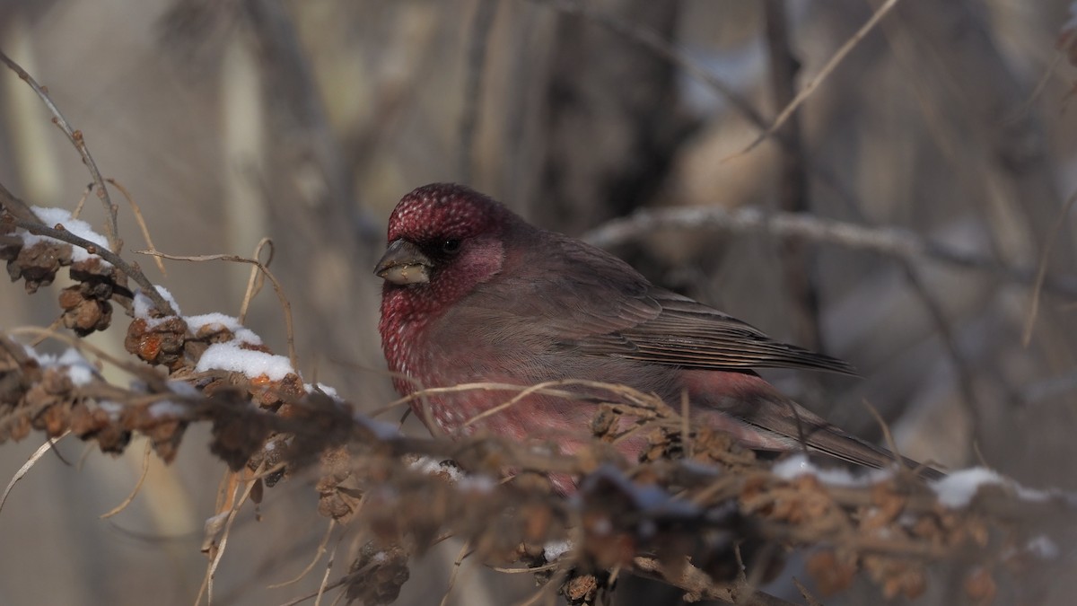 Great Rosefinch (Spotted) - ML135833531