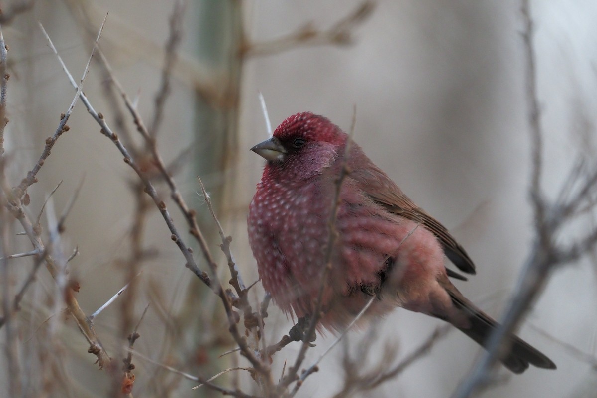 Great Rosefinch (Spotted) - ML135833551