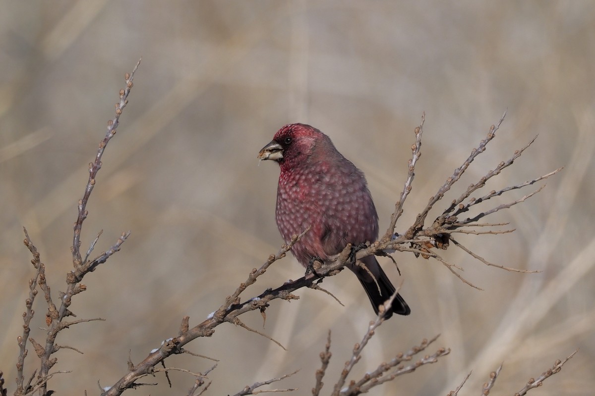 Great Rosefinch (Spotted) - ML135833561