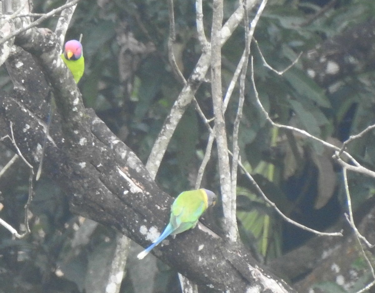 Plum-headed Parakeet - Nimali Digo & Thilanka Edirisinghe