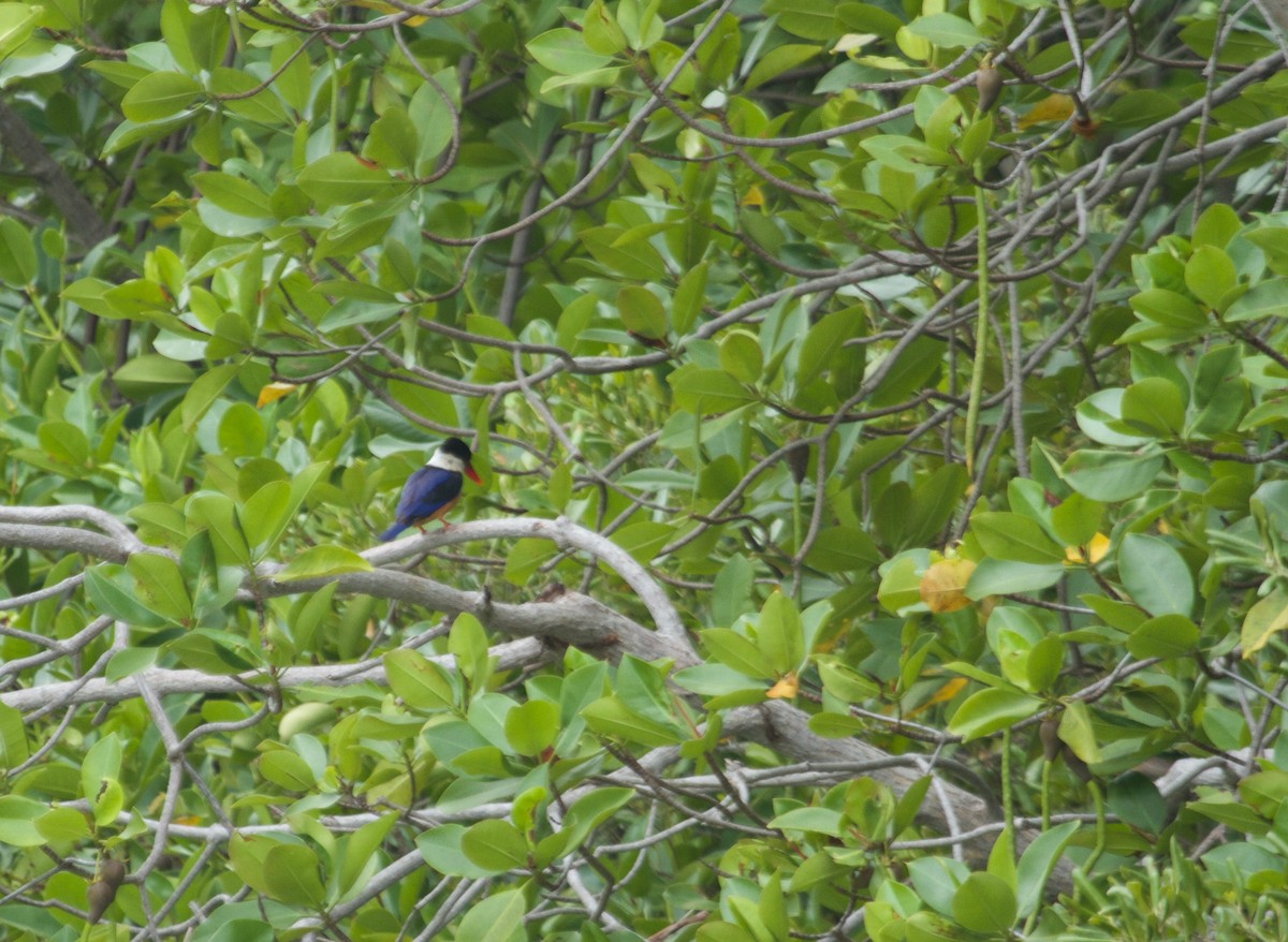 Black-capped Kingfisher - ML135839021