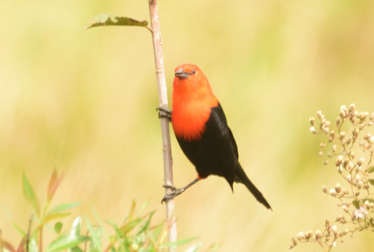Scarlet-headed Blackbird - ML135839831