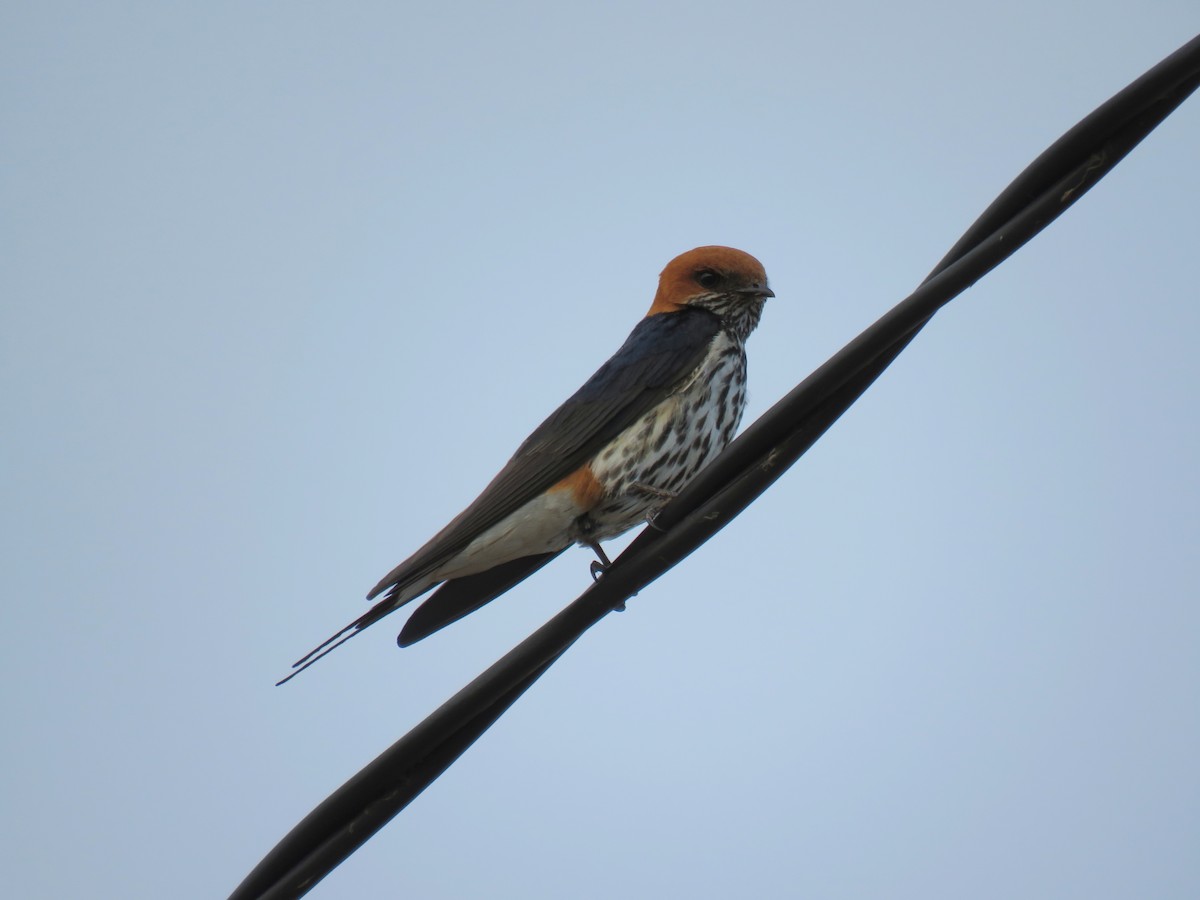 Lesser Striped Swallow - ML135839851