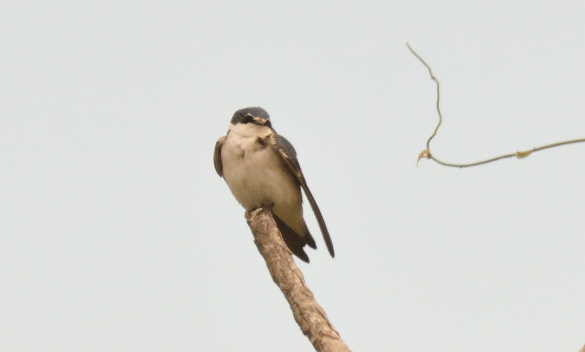 White-rumped Swallow - Alberto Esquivel Wildlife PY