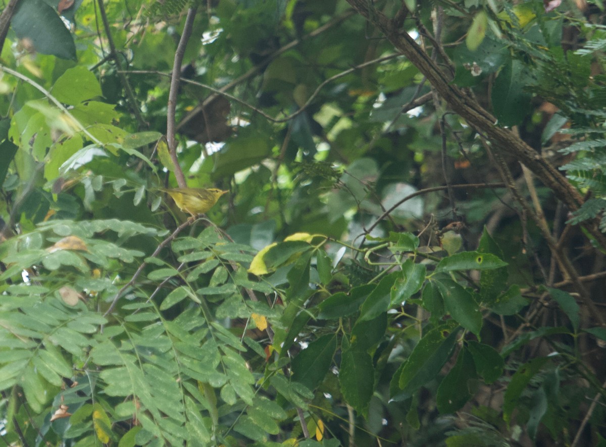 Sulphur-breasted Warbler - ML135840261