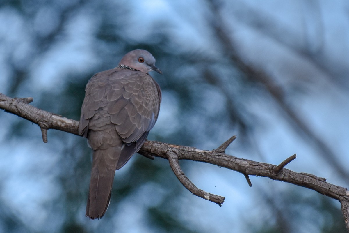Spotted Dove - Peter Griffiths