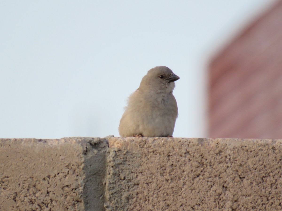 Southern Gray-headed Sparrow - ML135842161