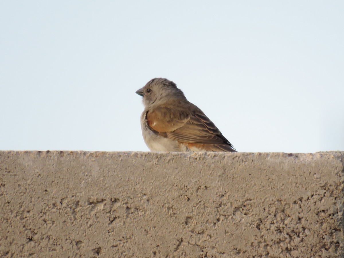 Southern Gray-headed Sparrow - ML135842171