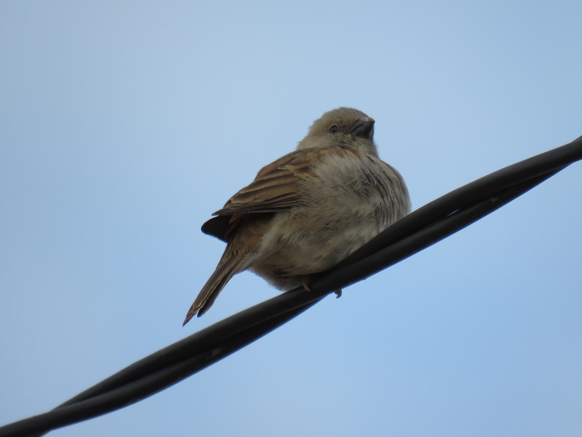 Southern Gray-headed Sparrow - ML135842211