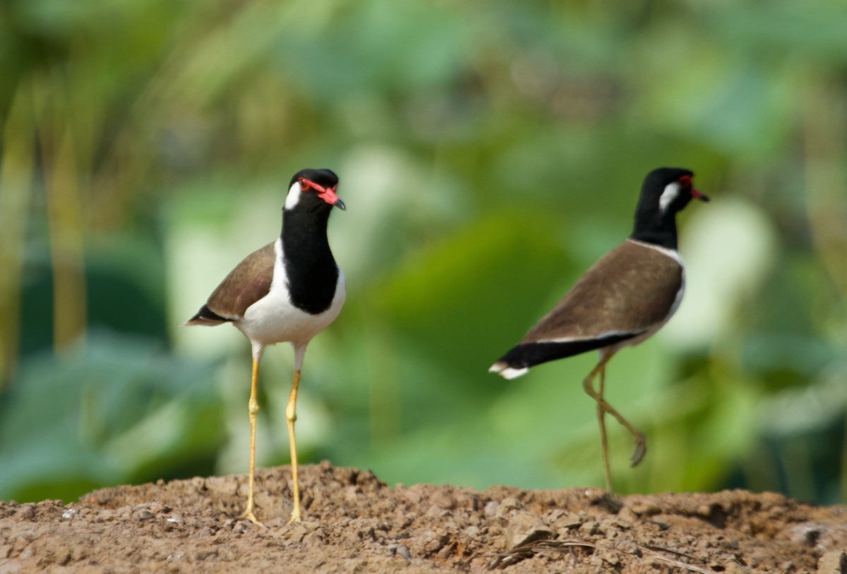 Red-wattled Lapwing - Will Sweet