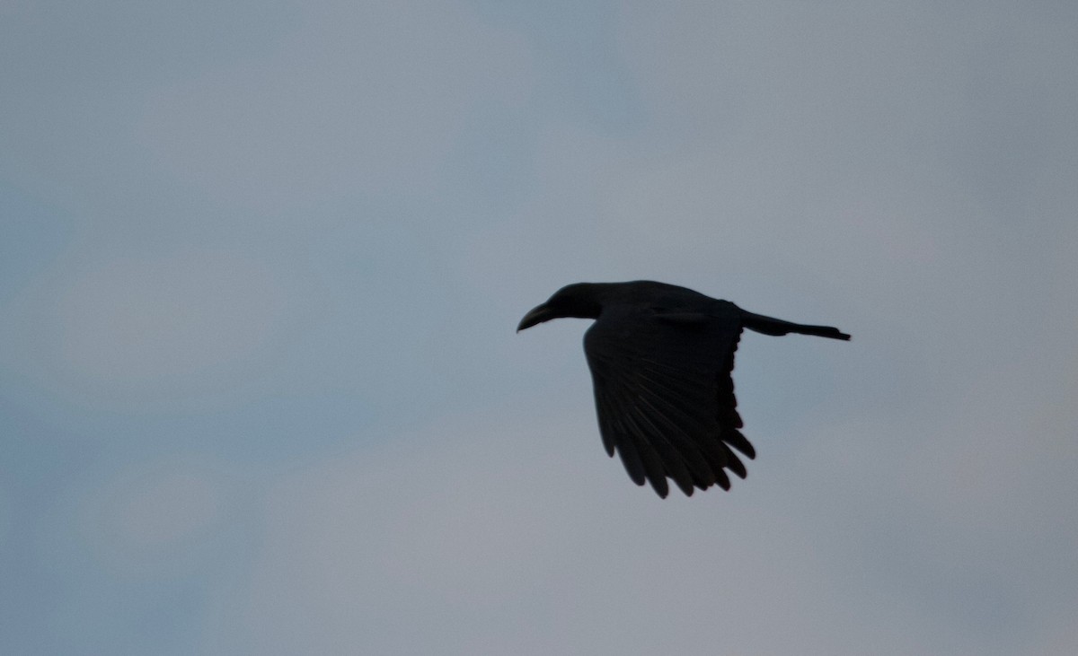 Large-billed Crow (Eastern) - ML135843491
