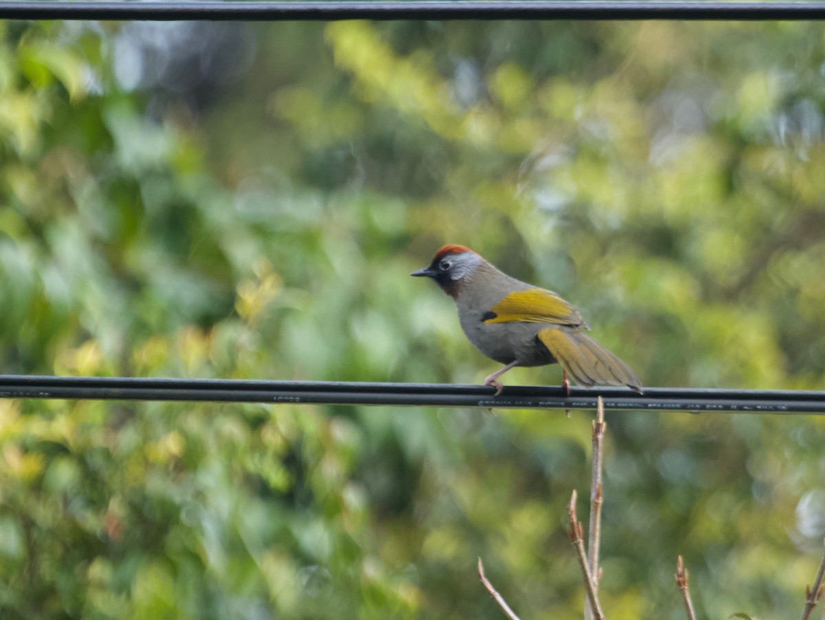 Silver-eared Laughingthrush - Will Sweet