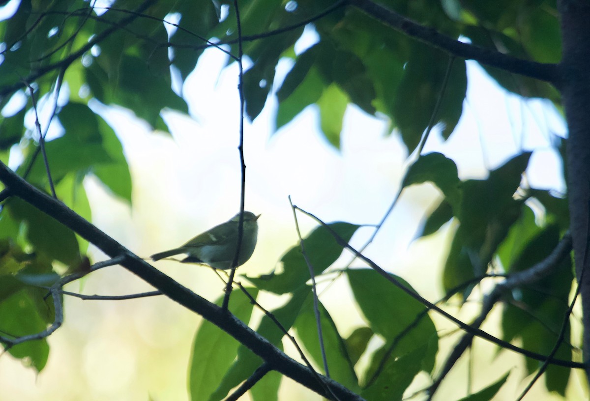 Blyth's Leaf Warbler - Will Sweet