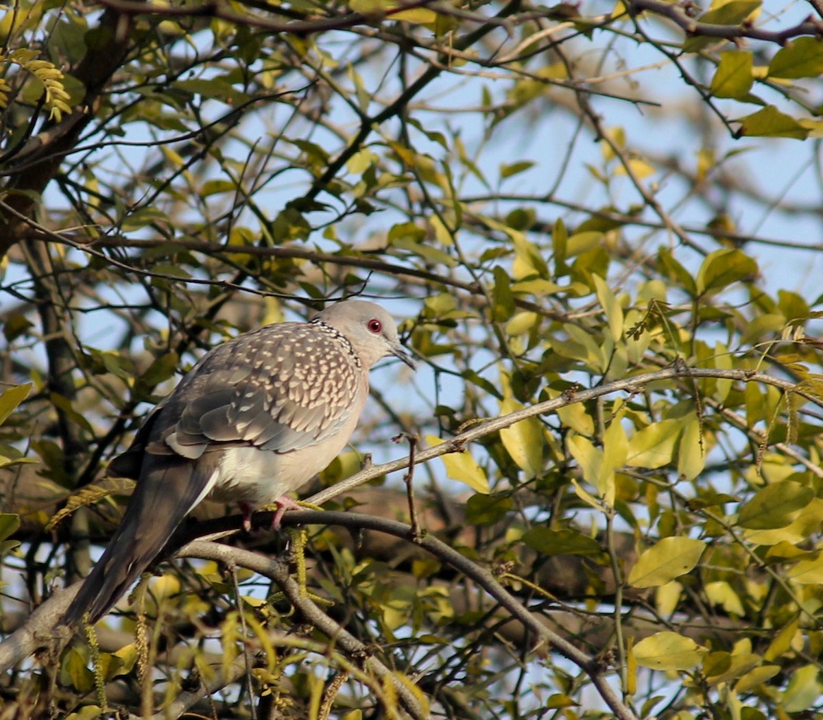 Spotted Dove - CHANDRA BHUSHAN