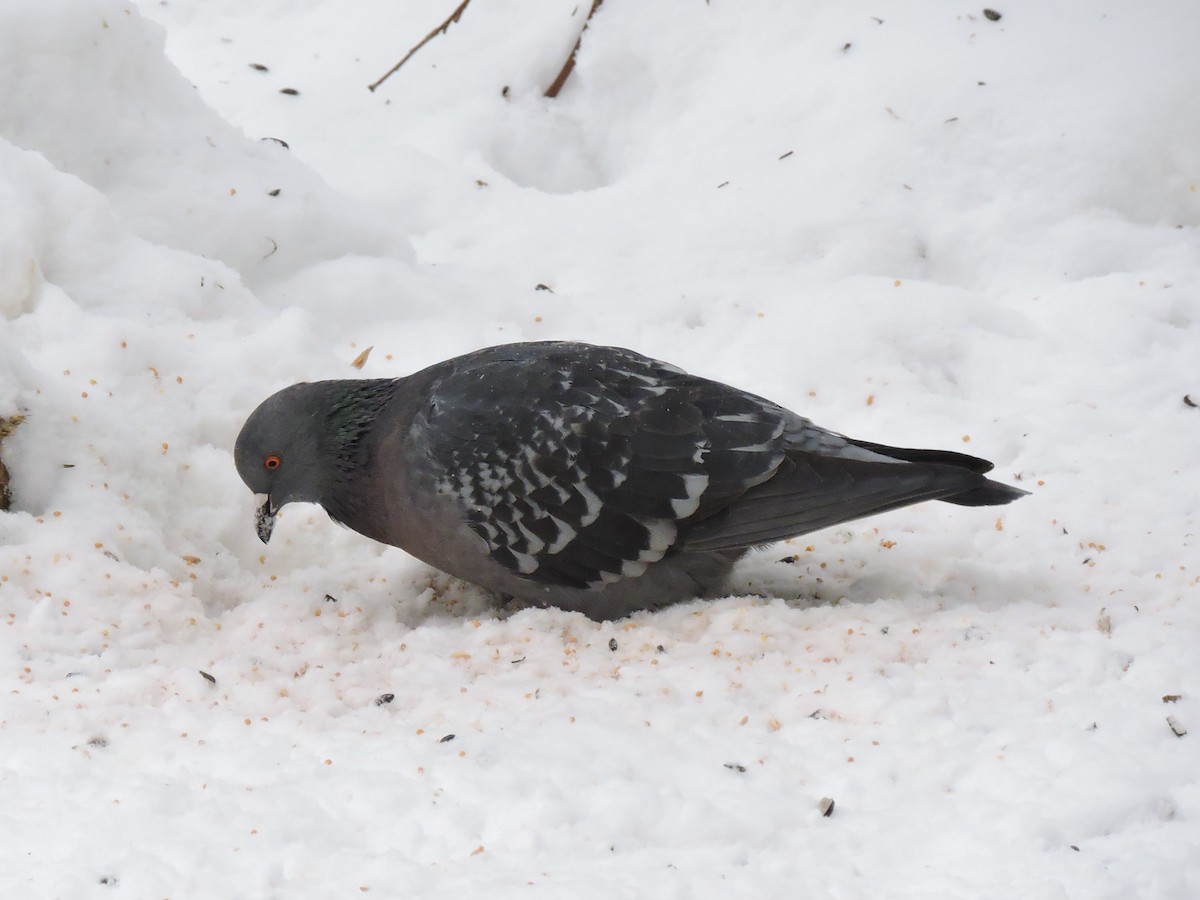 Rock Pigeon (Feral Pigeon) - Boris Georgi