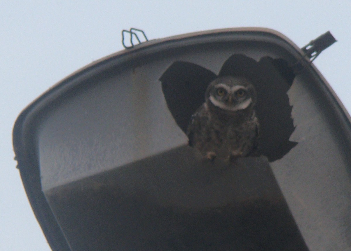 Spotted Owlet - Praveen Velayudhan